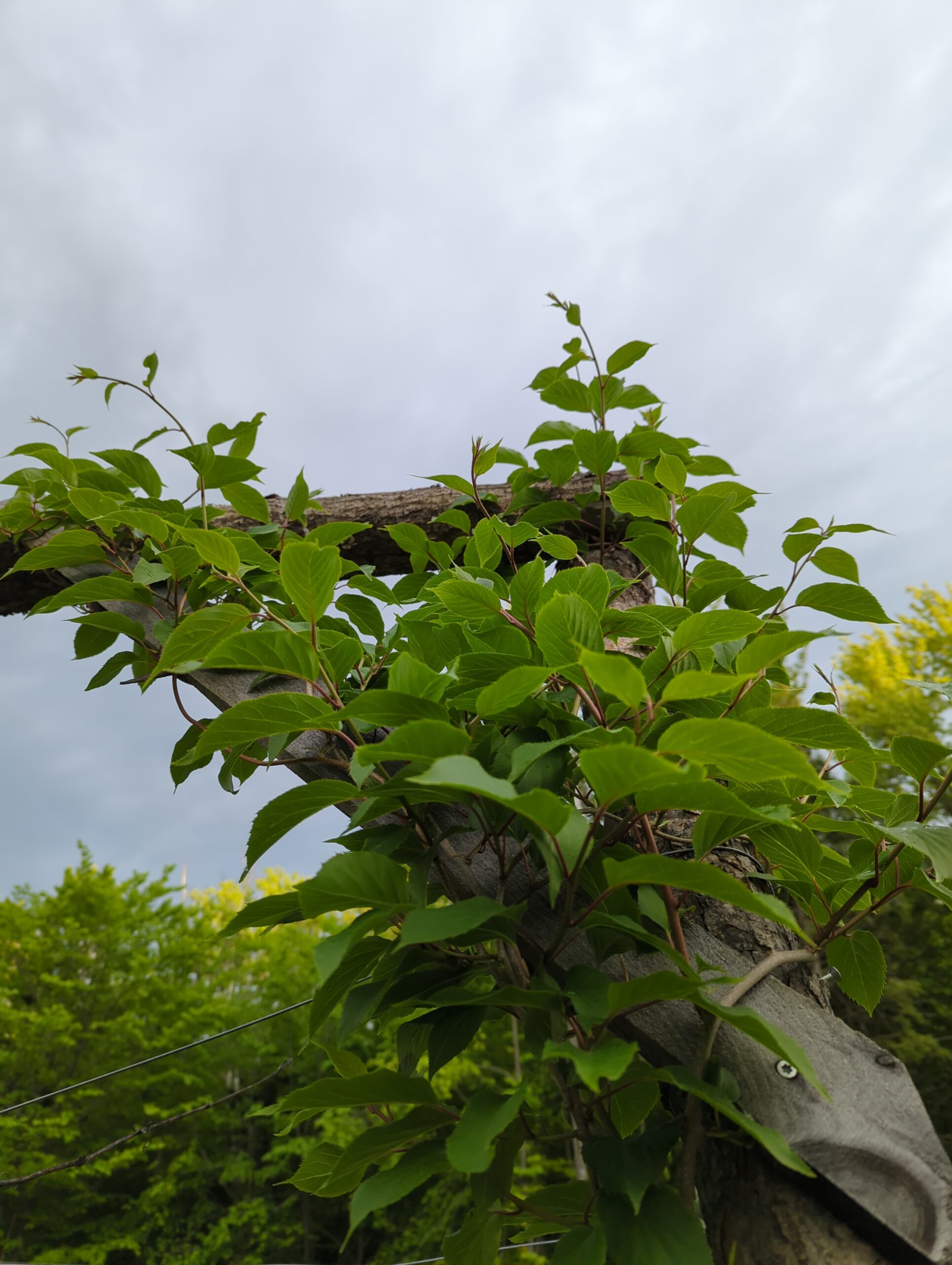 Hardy Kiwi Vines