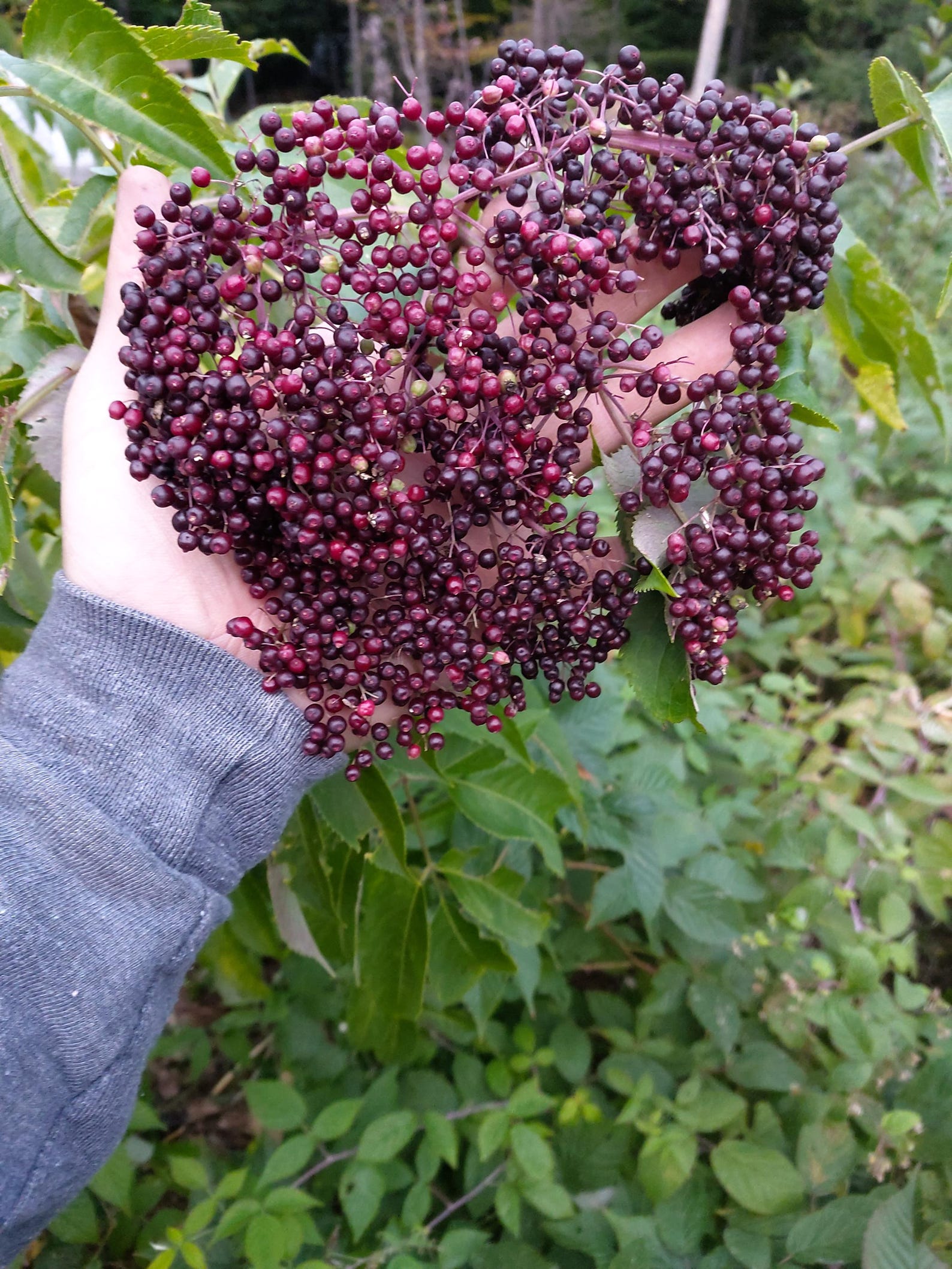 Elderberry Plants