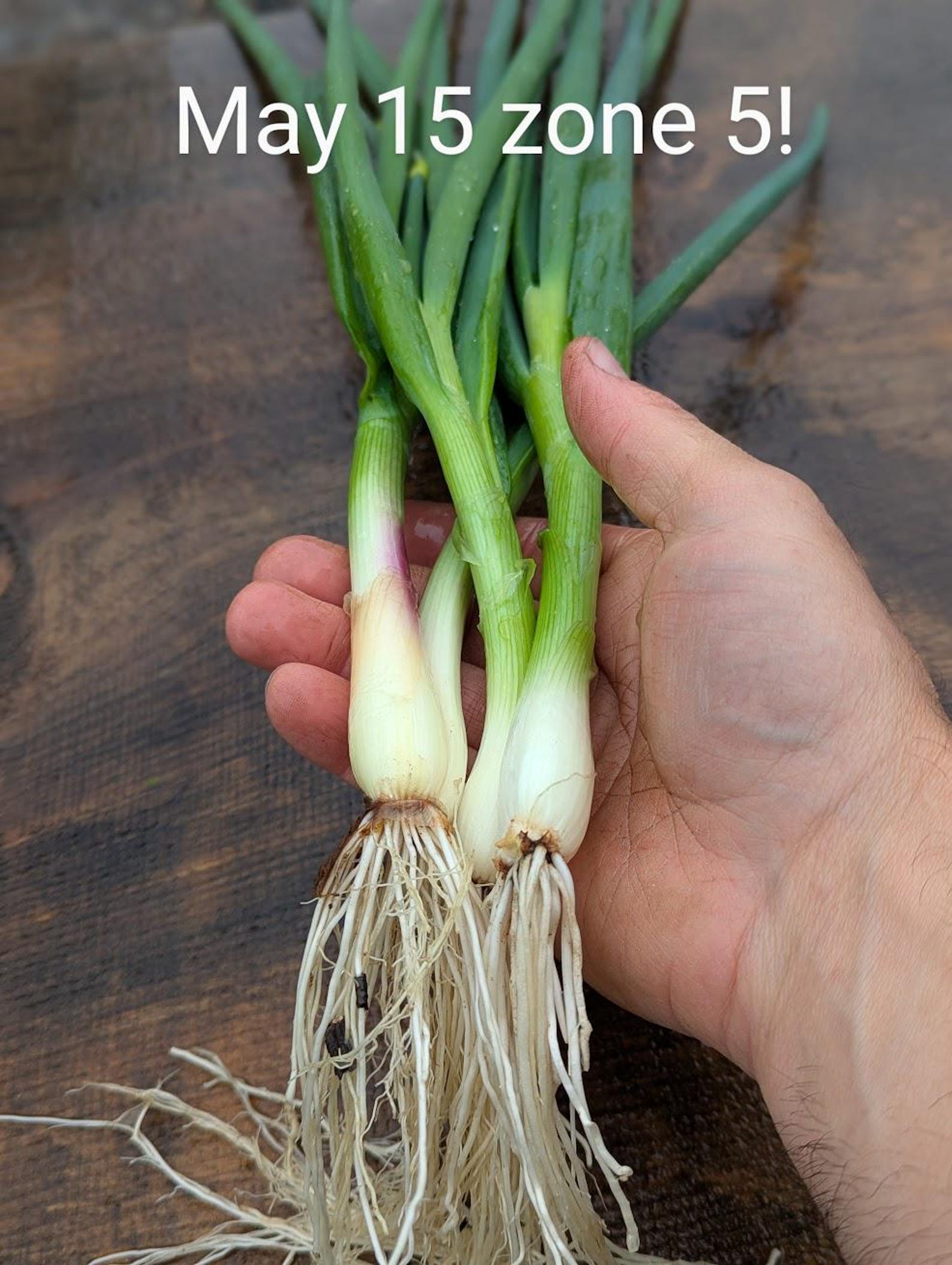 Onion Sets
