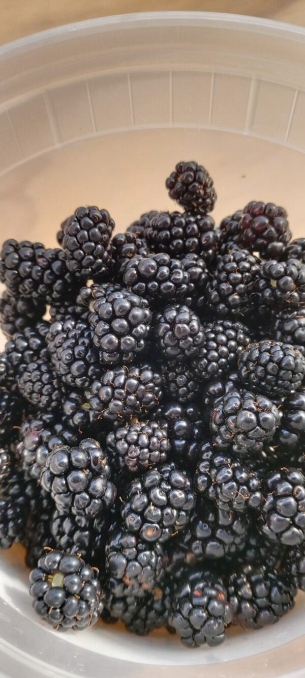 Native High Bush Blackberry - Image 4