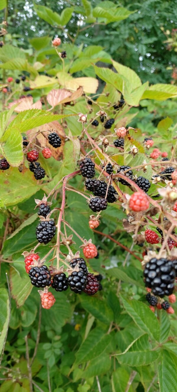 Native High Bush Blackberry