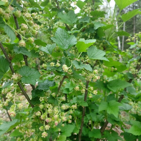 Consort Black Currants - Image 6
