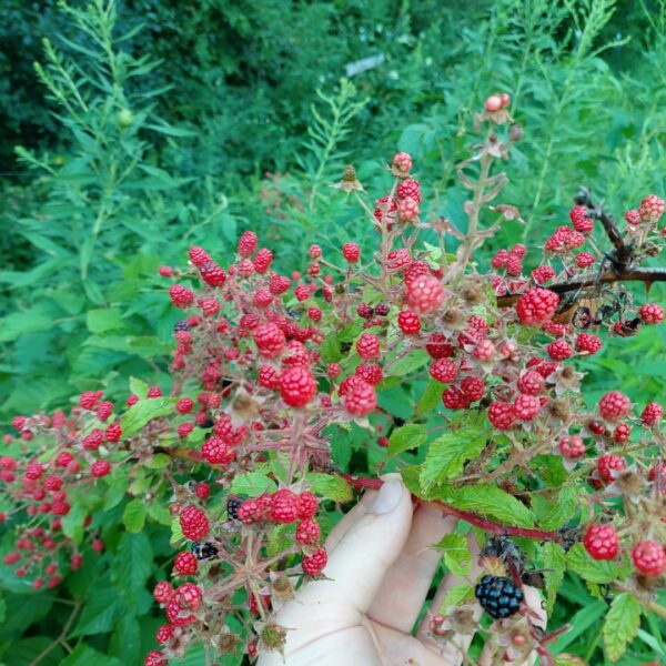 Native High Bush Blackberry - Image 2
