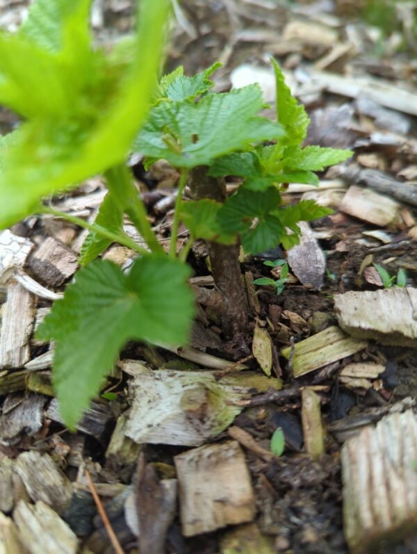 Consort Black Currants - Image 3