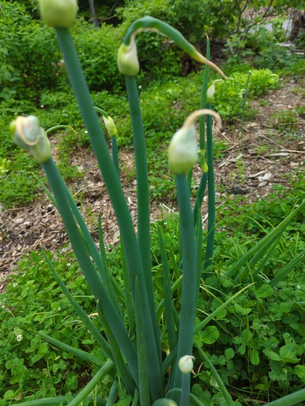 Walking Onion - Perennial Onions - Image 6