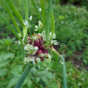 Walking Onion - Perennial Onions