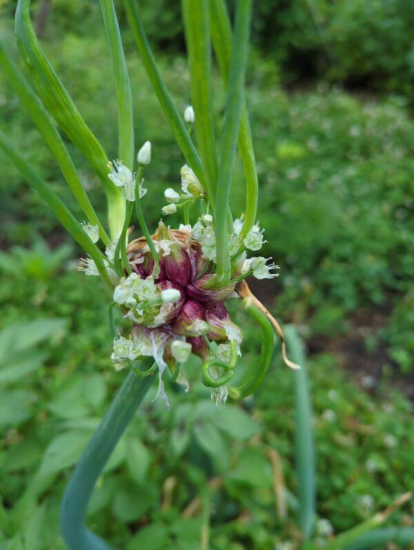 Walking Onion - Perennial Onions