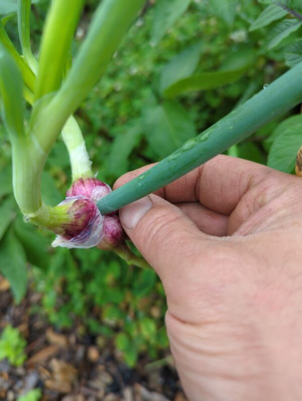 Walking Onion - Perennial Onions - Image 3