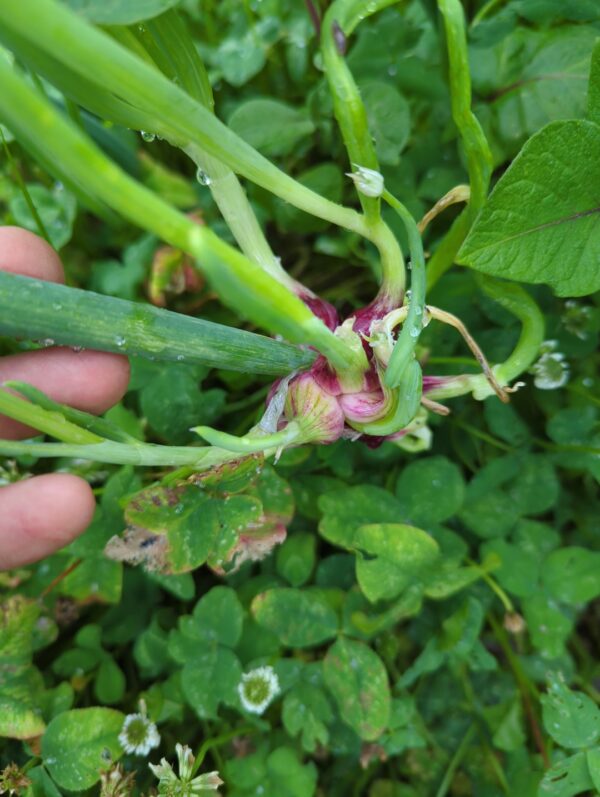 Walking Onion - Perennial Onions - Image 2