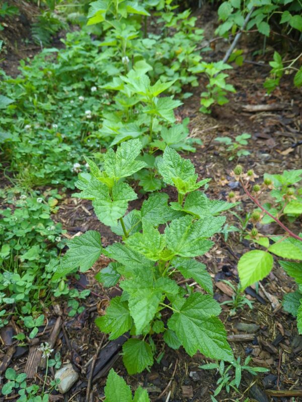 Consort Black Currants - Image 5