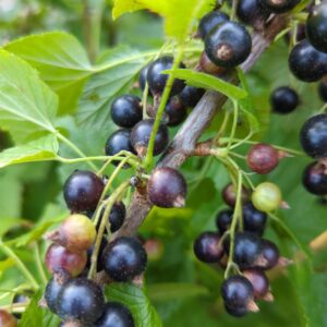 Consort Black Currants