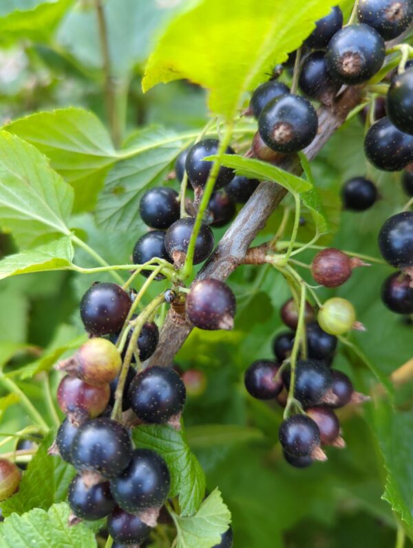 Consort Black Currants