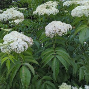 Elderberry - Unselected / Wild