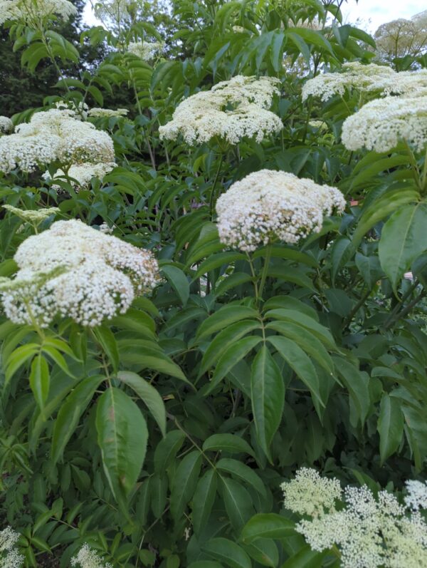 Elderberry - Unselected / Wild