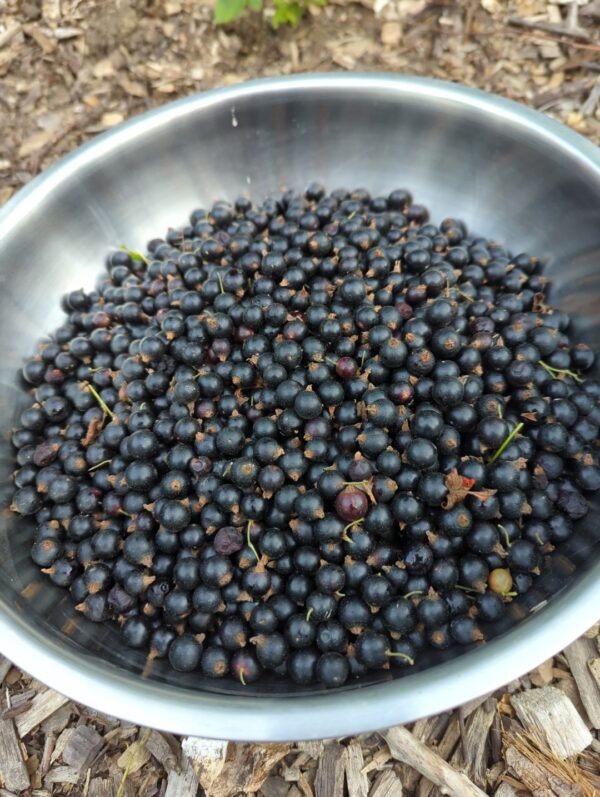 Consort Black Currants - Image 2