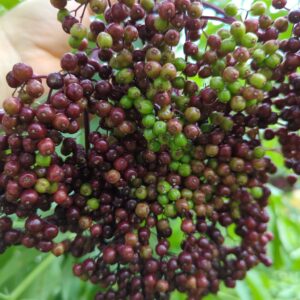 Bon Gordon Elderberry