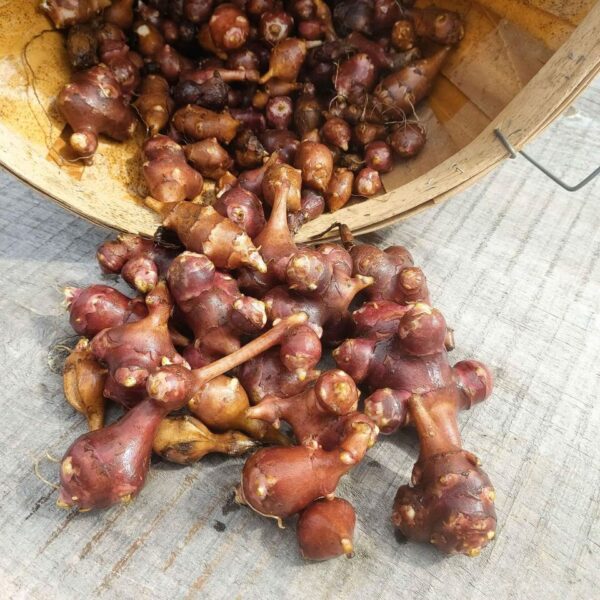 Jerusalem Artichoke Varieties / Sunchokes - Image 3