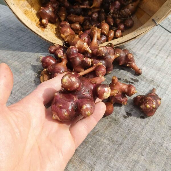 Jerusalem Artichoke Varieties / Sunchokes - Image 2
