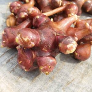 Jerusalem Artichoke Varieties / Sunchokes