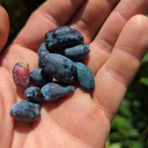 Honeyberry / Haskap 'Borealis'