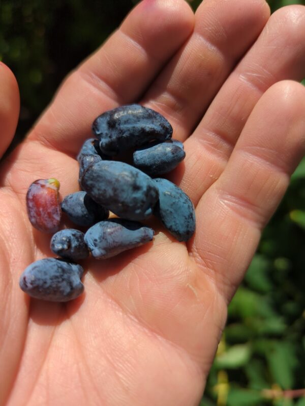 Honeyberry / Haskap 'Borealis'