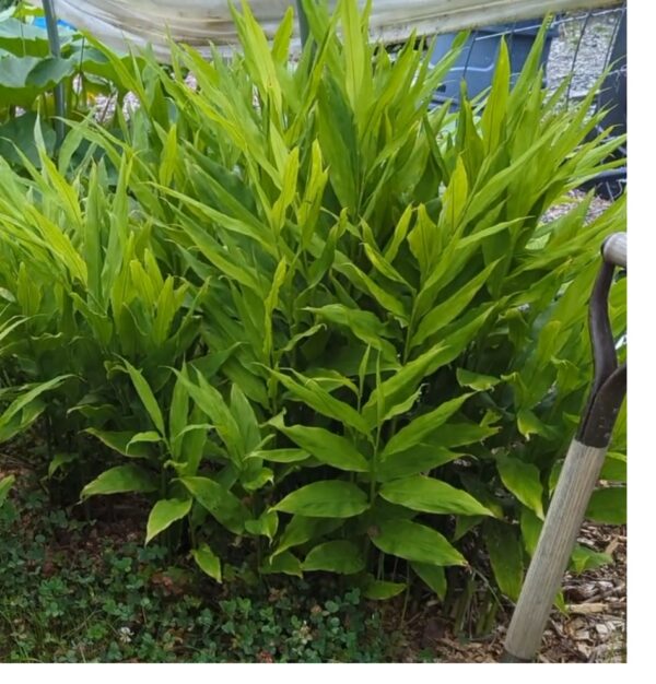 Myoga Ginger Roots - Image 6
