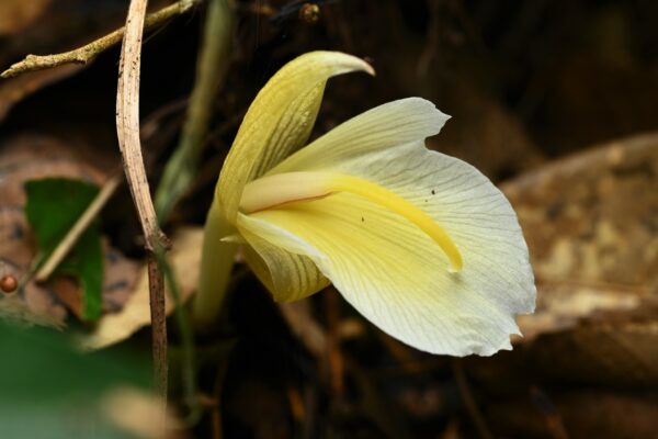 Myoga Ginger Roots - Image 7
