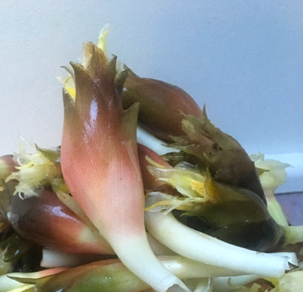 Myoga Ginger Roots