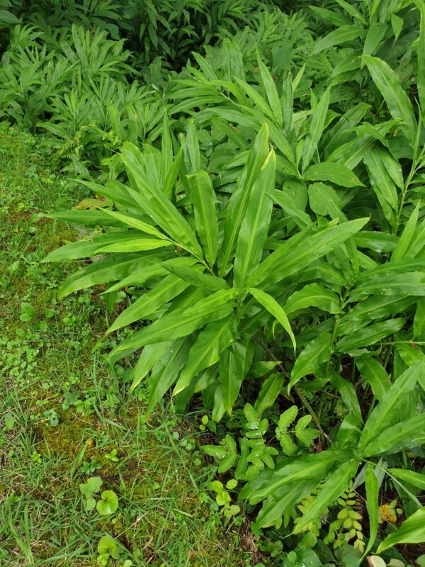 Myoga Ginger Roots - Image 5