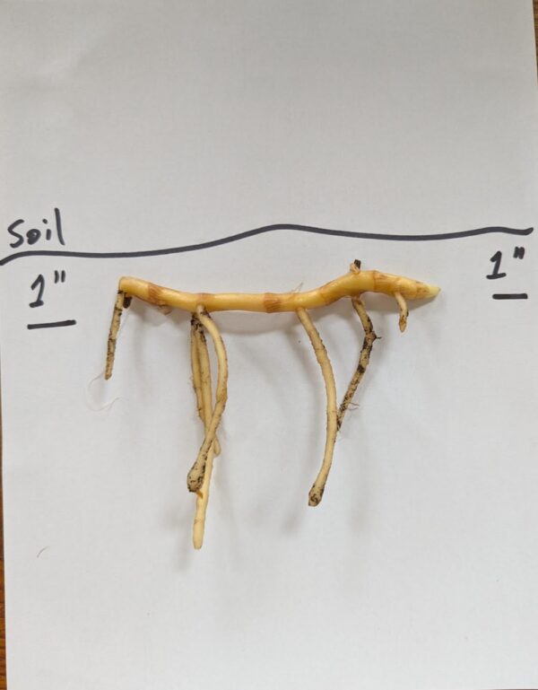 Myoga Ginger Roots - Image 2