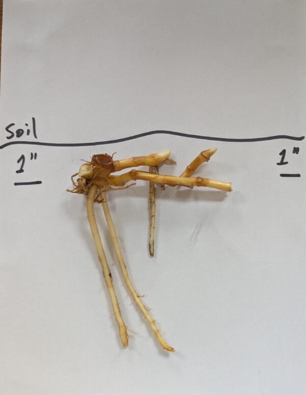 Myoga Ginger Roots - Image 3
