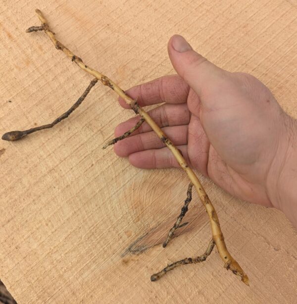 Myoga Ginger Roots - Image 4